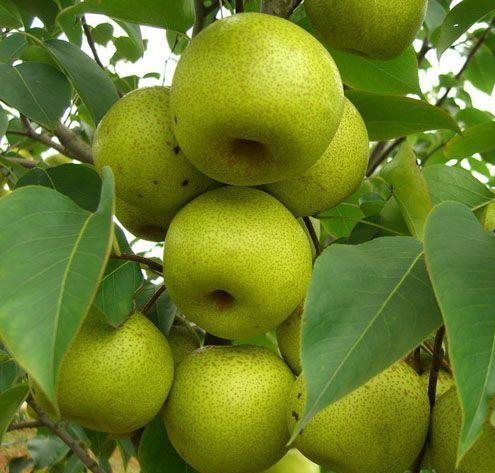 河北晋州十大特产有哪些