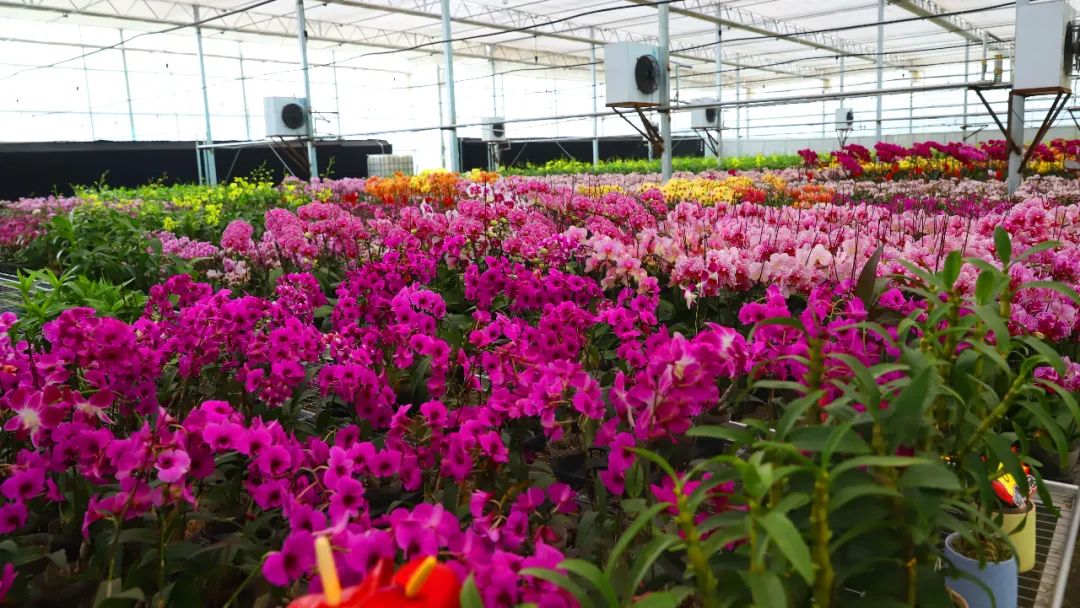 都市农业的春天来了——保定市大力发展都市农业全面融入京津农产品供应链