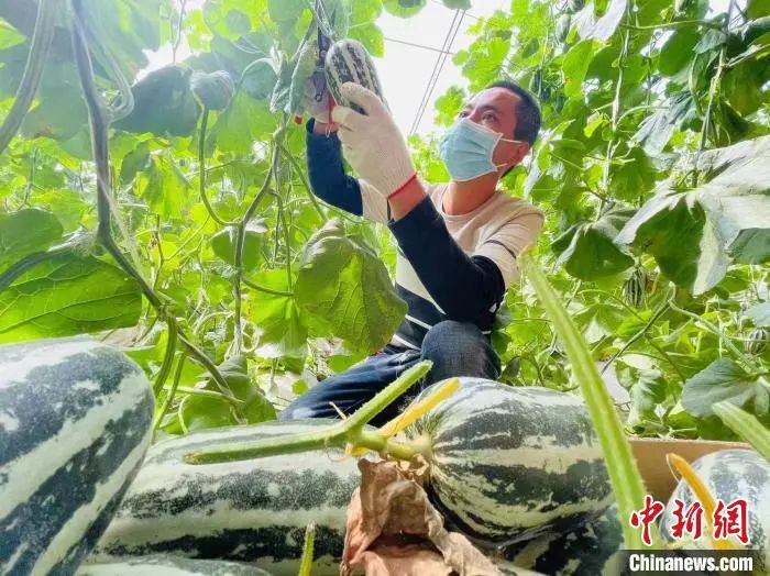 【我为廊坊点赞】廊坊“甜蜜经济”带来农民甜日子