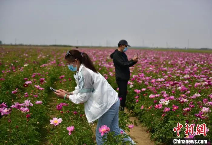 千亩花海带起乡村“美丽经济”