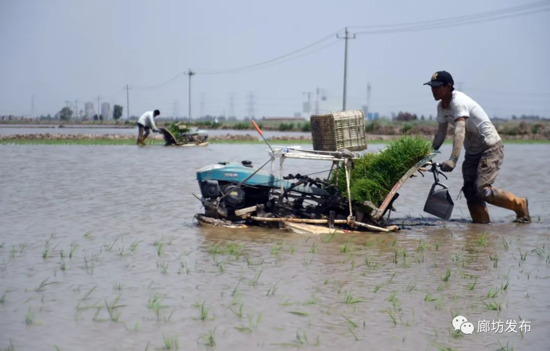 大城：水稻插秧正当时 复合农业促增收