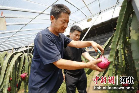 【我为廊坊点赞】“农场经济”拓宽乡村振兴致富路