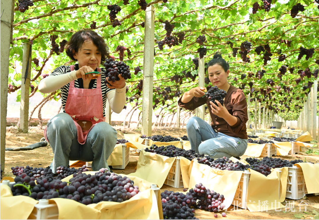 昌黎：让精品葡萄“有名有姓” 赢得消费市场认可