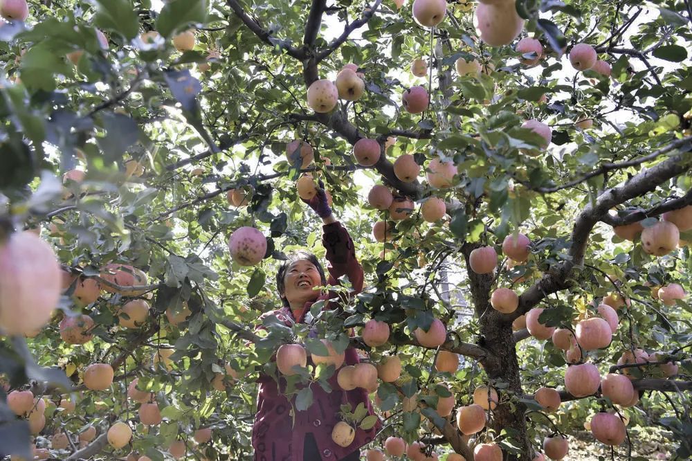 果香满园秋意浓 喜看丰收粮满仓——“中国农民丰收节”的石家庄篇章