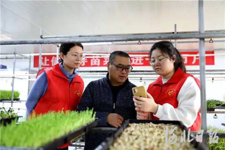 安次区调河头镇助农小分队直播带货助农增收