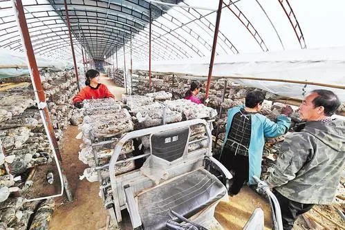 党建引领为村级集体经济“强筋壮骨”