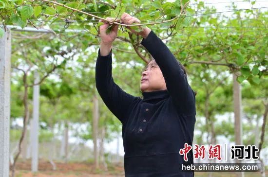 海港区：农旅融合助推乡村振兴