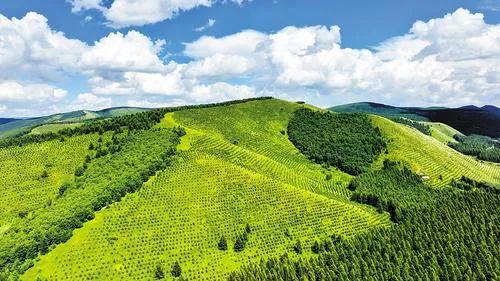 【关注】传承好塞罕坝精神，筑牢京津生态屏障