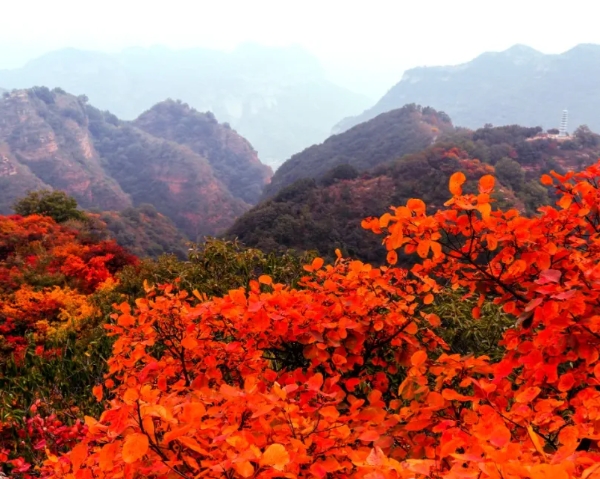 秋游河北悦山河｜邢台的叶叶叶叶叶！