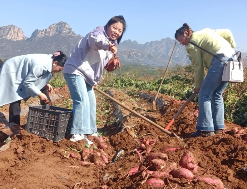 易县：红薯庆丰收 产销乐融融；蠡县马家佐村：阳光玫瑰“串”出增收路