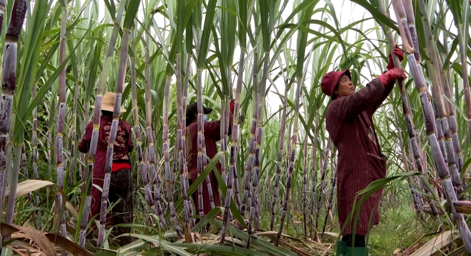 石家庄市鹿泉区：“南蔗北种”节节甜 特色种植助增收