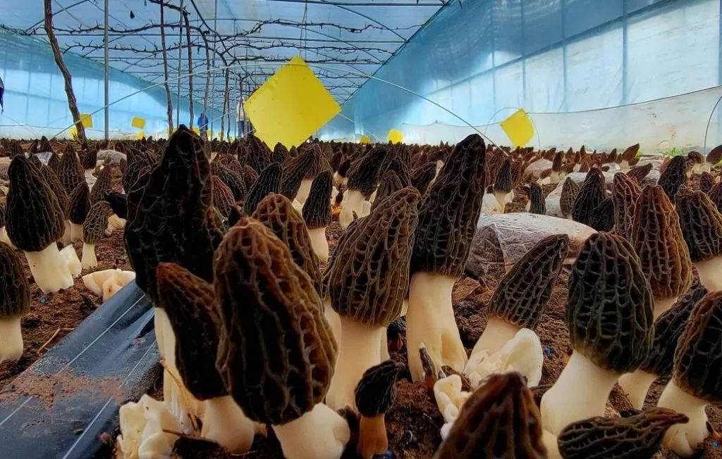 “宁晋羊肚菌”再获殊荣——2024年全国第二批名特优新农产品榜上有名