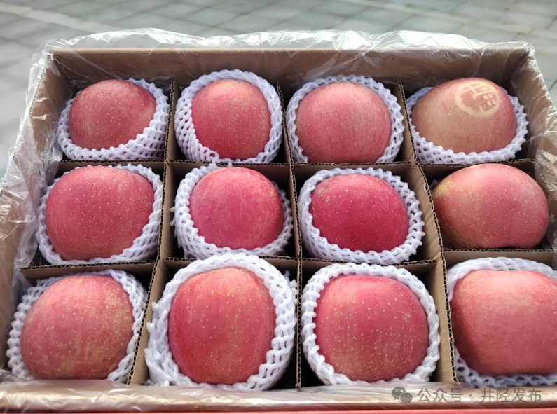 群英荟萃！井陉苹果