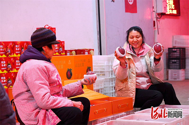 武邑红梨成增收致富“金果果”