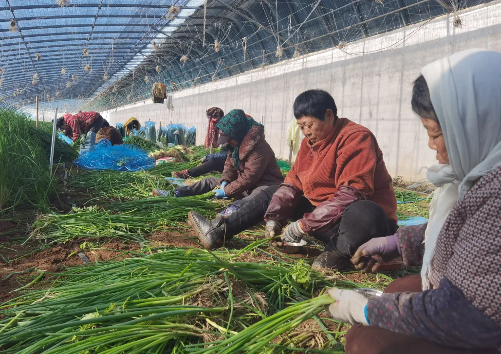 乡村振兴进行时丨香葱铺就致富路