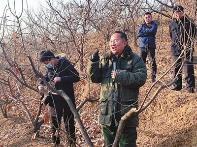 探访教育部定点帮扶河北青龙乡村振兴现场：板栗“尖子生”出山记