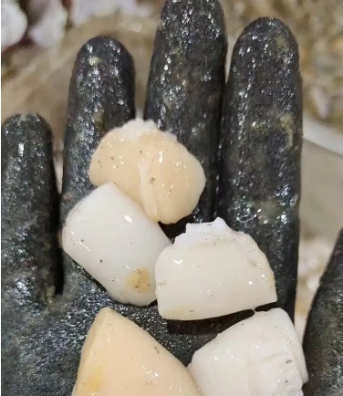 经济日报：扇贝养殖多了份固碳收入