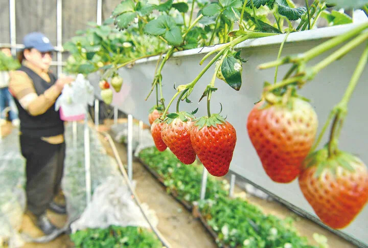 “猫冬”变“忙冬”