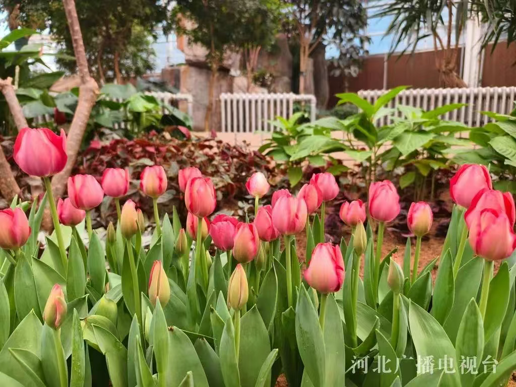 腊月二十九！2025年植物园新春花展4万余株植物、花卉惊艳亮相~~