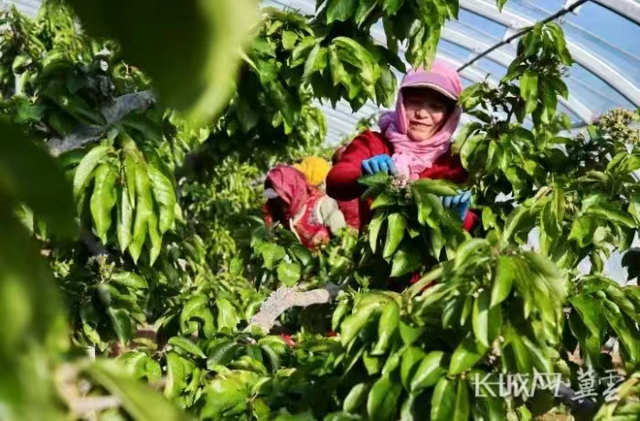 秦皇岛：人勤春来早 大棚管护忙