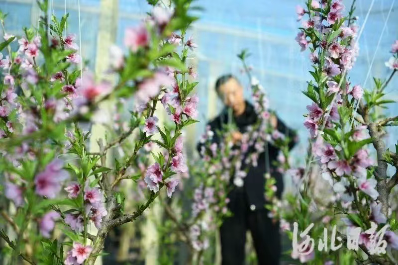 乐亭：桃花樱桃相映红 深冬展望好年景