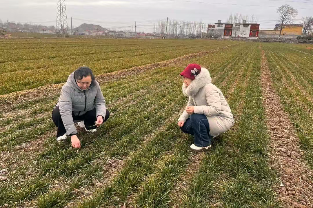 春管正当时，解锁峰峰小麦的 “成长密码”