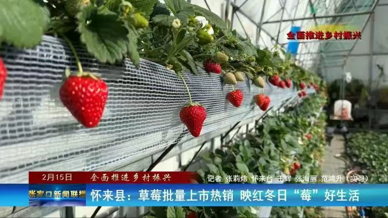 张家口怀来县：草莓批量上市热销 映红冬日“莓”好生活