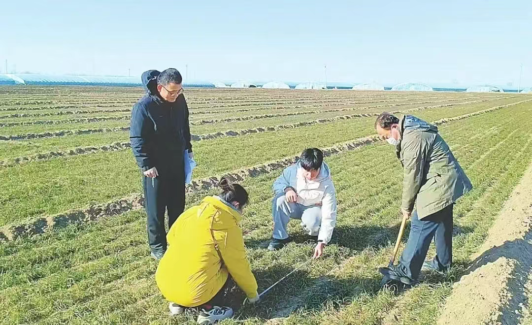 衡水市全力推进冬小麦春管