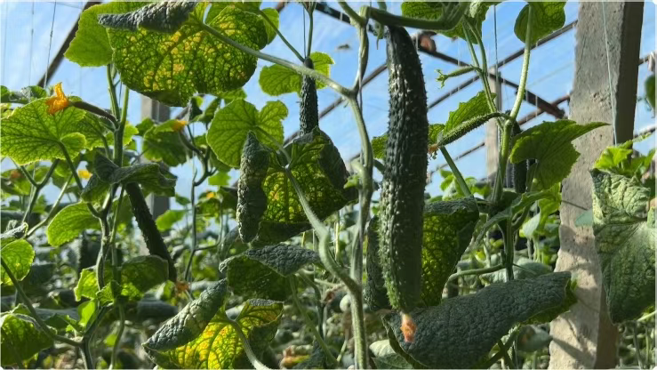 设施蔬菜喜丰收 撑起乡村振兴“大产业”