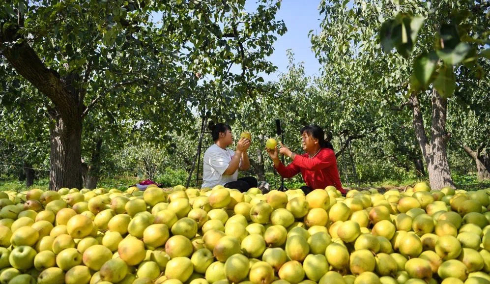 赵县扎实推进乡村建设村美民富产业旺