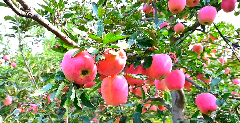 “会诊”到田间地头！井陉县领导