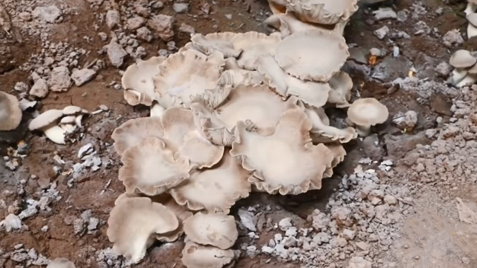 小小灵芝菇 拓宽百姓致富路