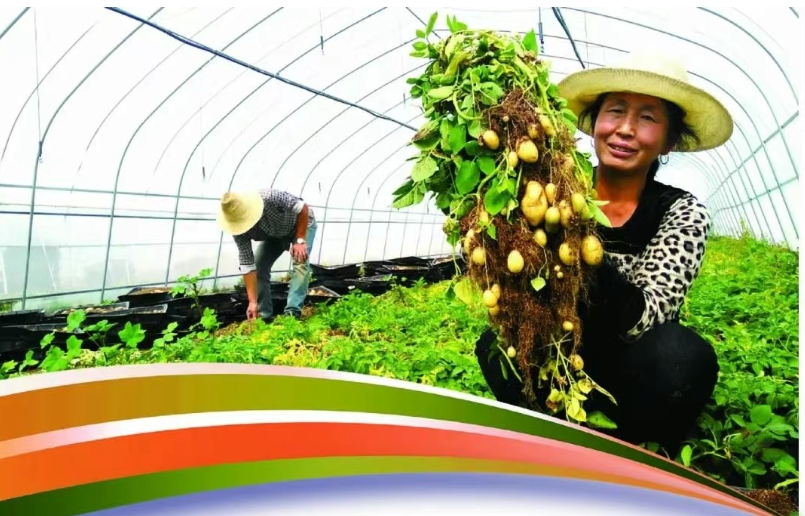 “中国北方马铃薯之乡”，张北土豆何以叫响全国市场？