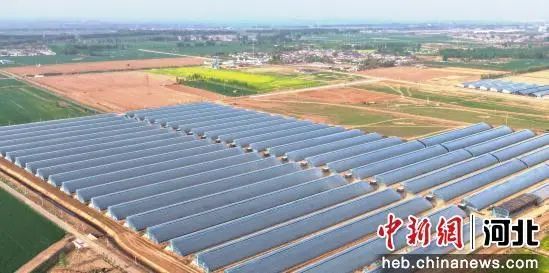 河北冀州推进现代农业产业体系构建 奏响乡村振兴新乐章