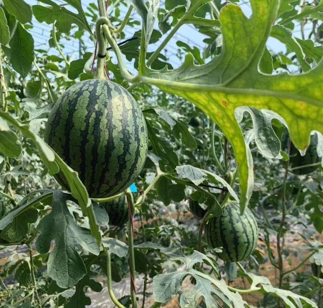 献县：一株吊秧西瓜苗“带火”一个村