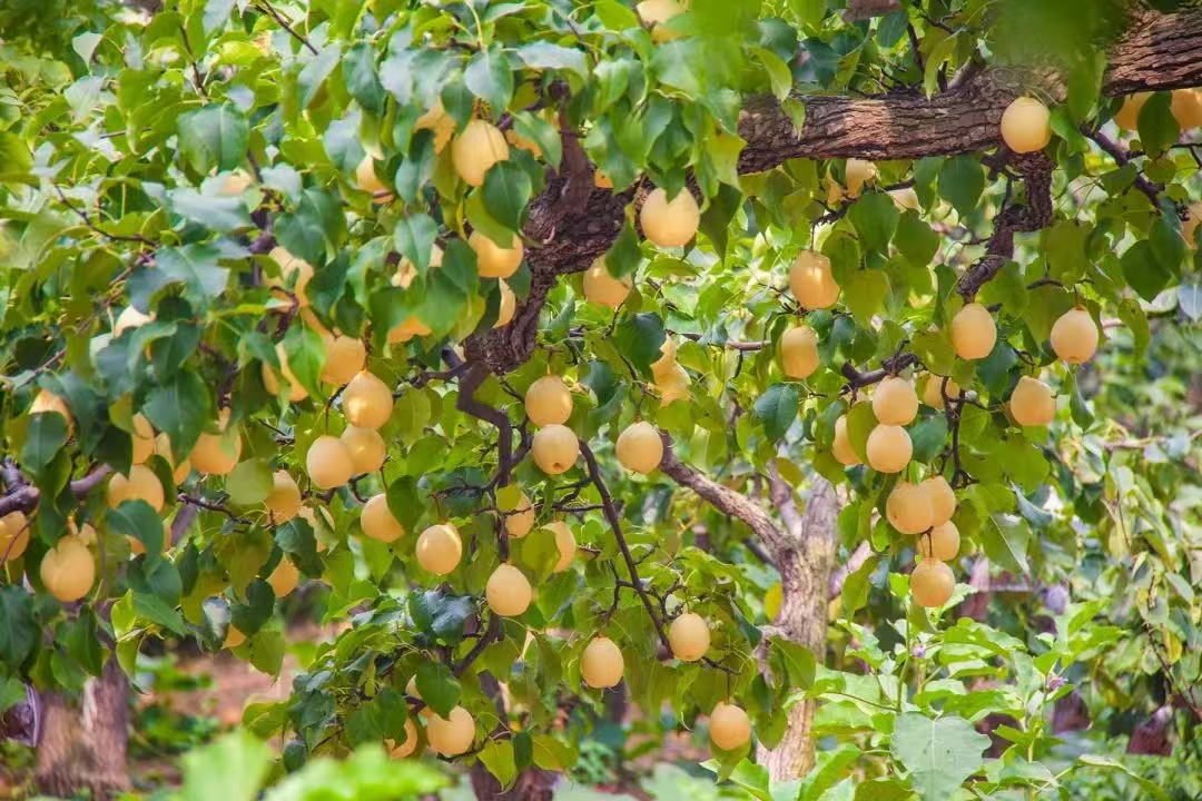 喜讯！魏县鸭梨两个地方标准成功发布实施