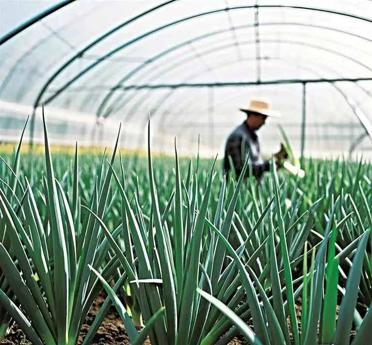 承德市：探索强村富民新路径 建设特色和美乡村