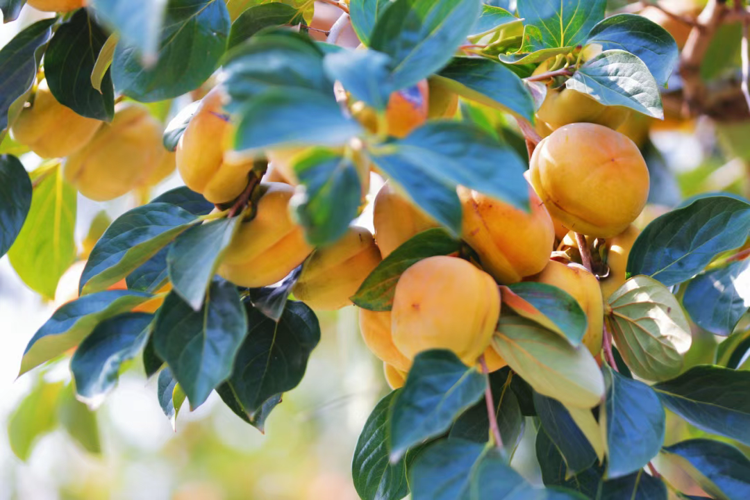 保定市：聚焦磨盘柿产业升级发展 加速打造“保定冰柿”核心品牌