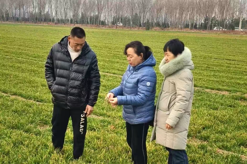 春管正当时！农技“良方”助麦飘香