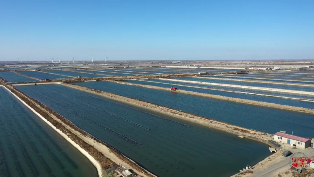 乐亭渔业：春潮涌动，苗种生产开启全年丰收序章