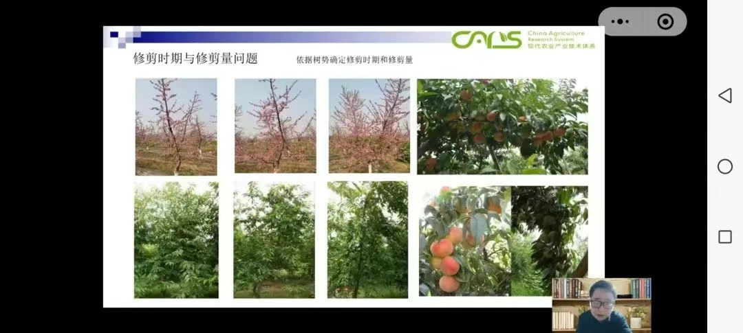 桃团队：“周末空中课堂”成为产业“线上加油站”