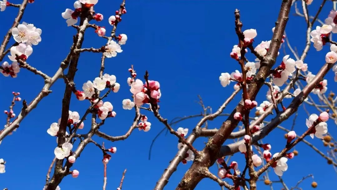访千年古寨 赏杏花闹春——行唐县牛王寨杏花节开幕