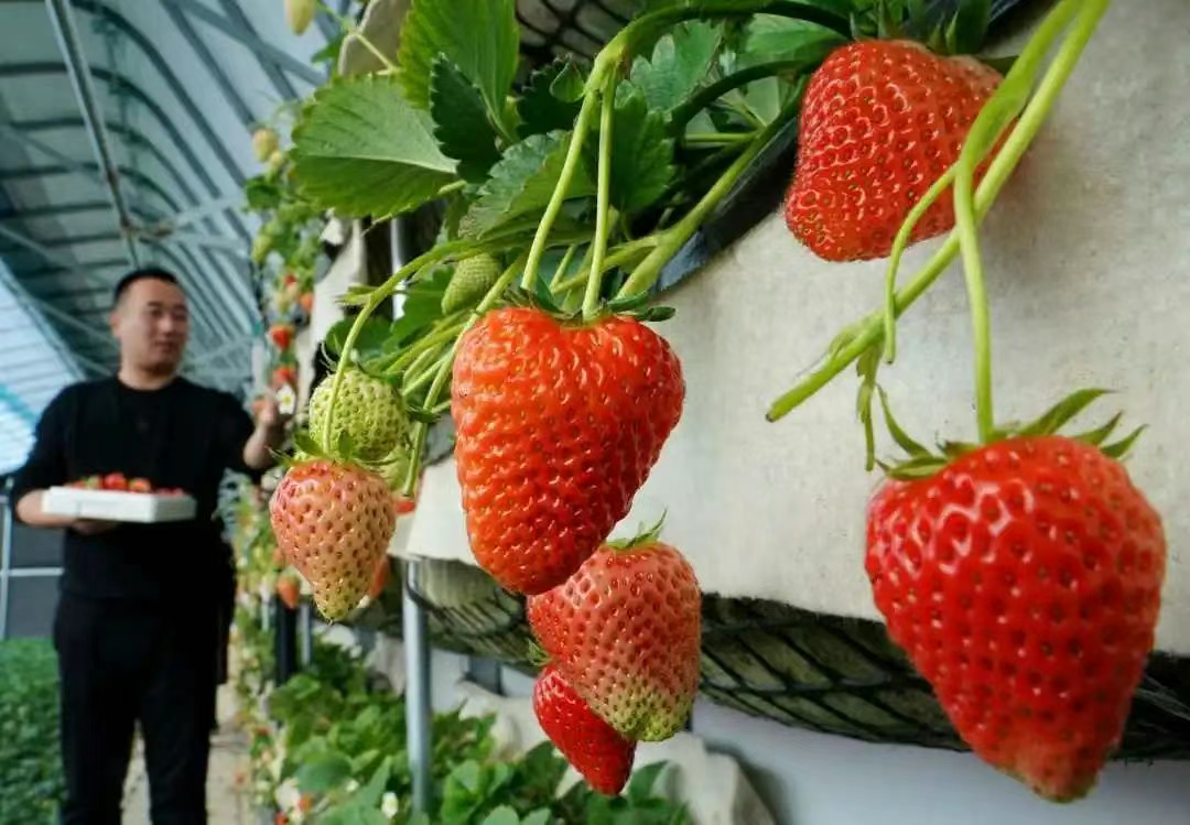 秦皇岛抚宁：棚室经济助力乡村振兴