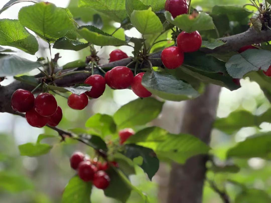 曹妃甸：“美早”大樱桃抢鲜乡村振兴“甜蜜经济”