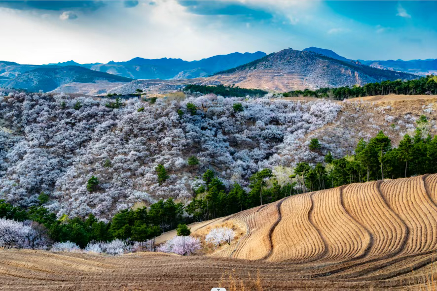 漫山绝美！秦皇岛赏杏花的地方可多啦→