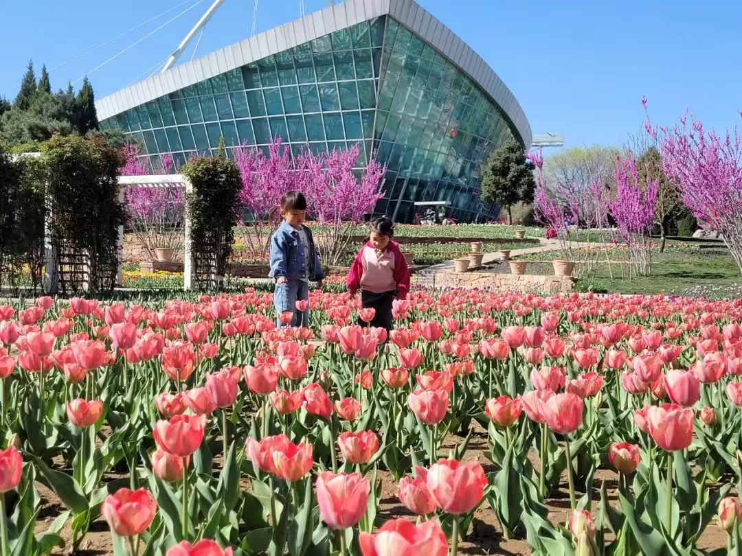 等你来！石家庄市植物园30多万株郁金香绚丽盛放
