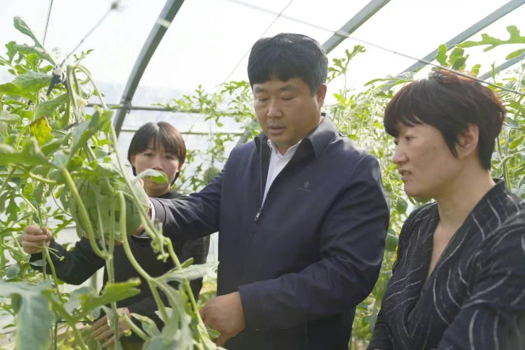 沧县小张庄村盐碱地上蹚出特色农业致富路