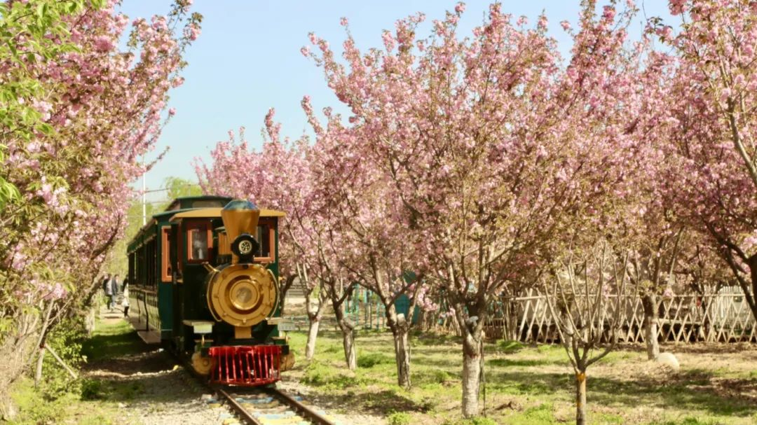 千亩樱花竞放！就在本周六，第八届樱花节即将浪漫启幕
