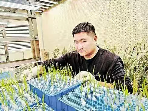 河北南皮：新良种，让盐碱地变身“新粮仓”