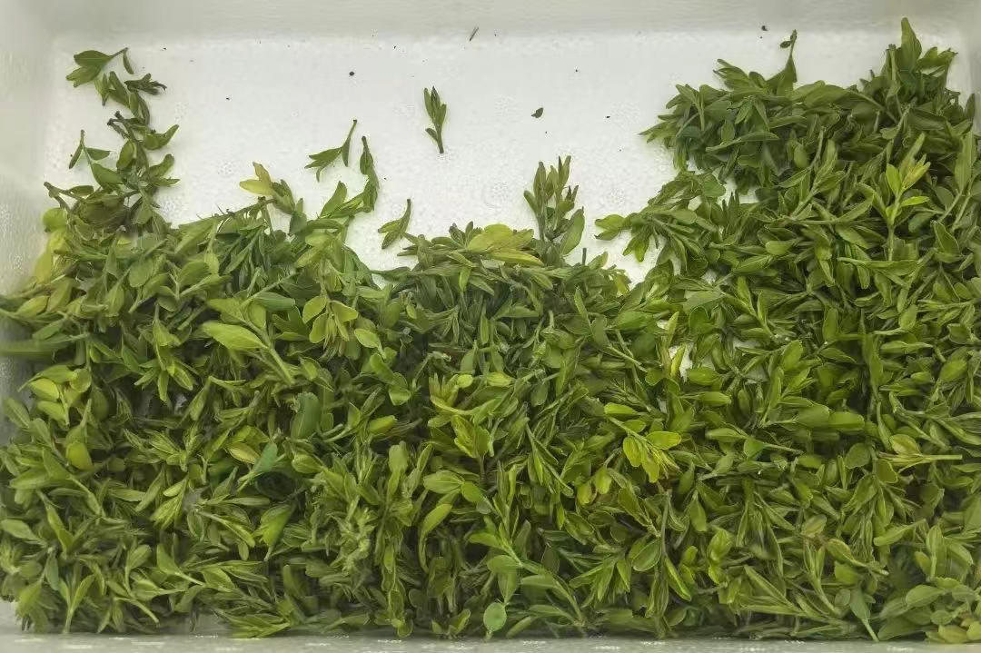 “黄金叶” 华丽转身，解锁乡村产业振兴财富密码